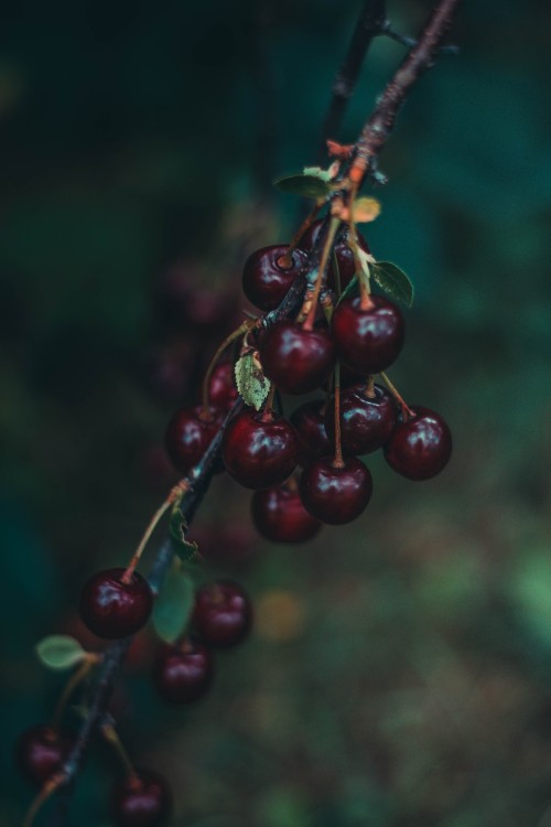 Image red round fruit in close up photography