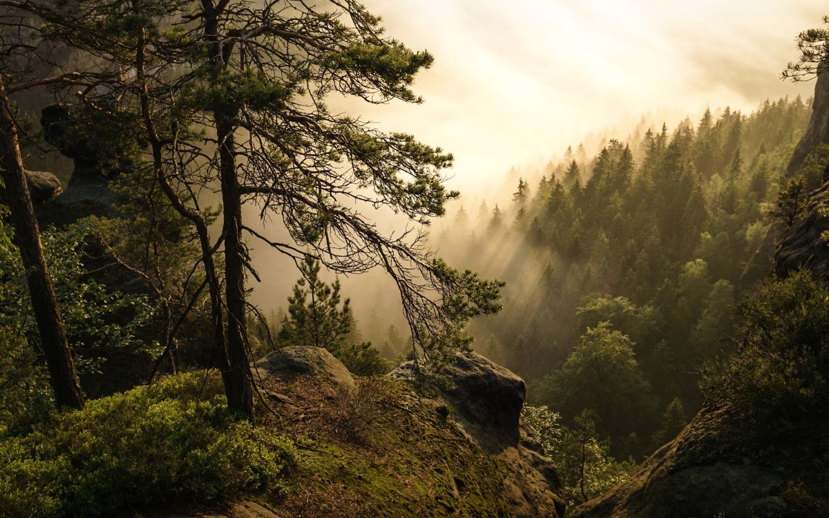 green trees on mountain during daytime