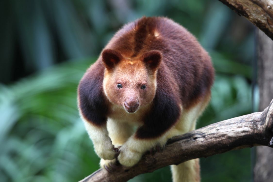 brown and white animal on brown tree branch