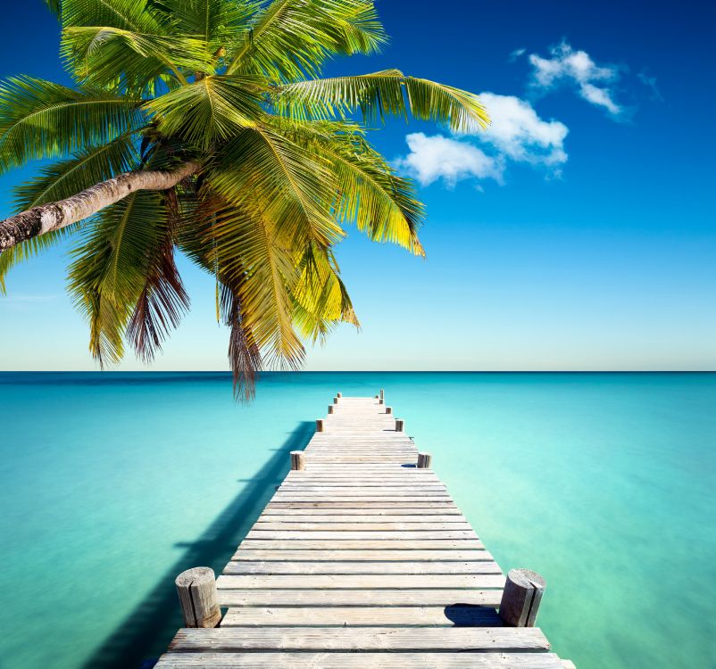 palm tree on wooden dock during daytime