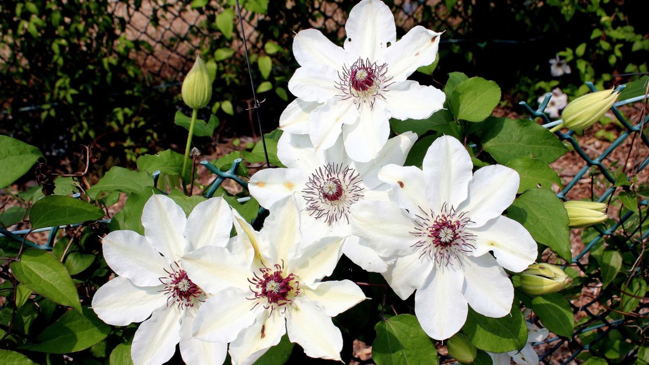 white flowers with green leaves