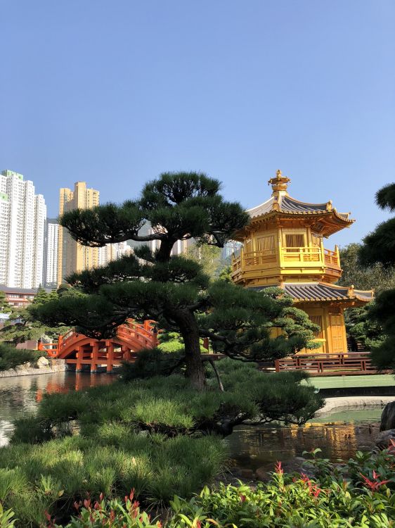 香港, 性质, 植物园, 旅游景点, 科学 壁纸 1536x2048 允许