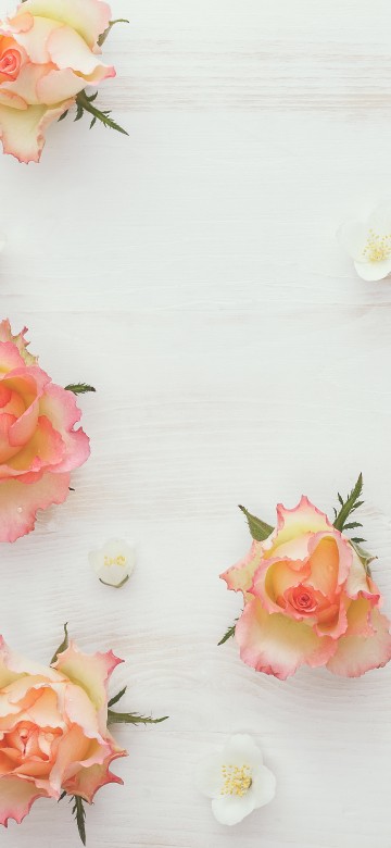 Image pink and white roses on white surface