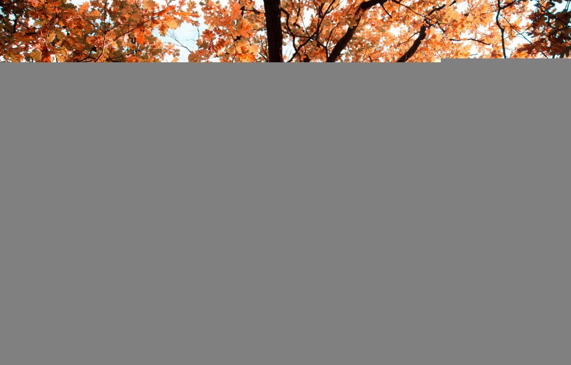 枪筒 颜色 木本植物 落叶 季节高清壁纸 花卉图片 桌面背景和图片