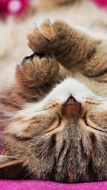 Image cat, kitten, british shorthair, akvazoovettsentr, cat bed