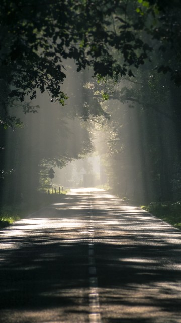 Image road, nature, green, sunlight, tree