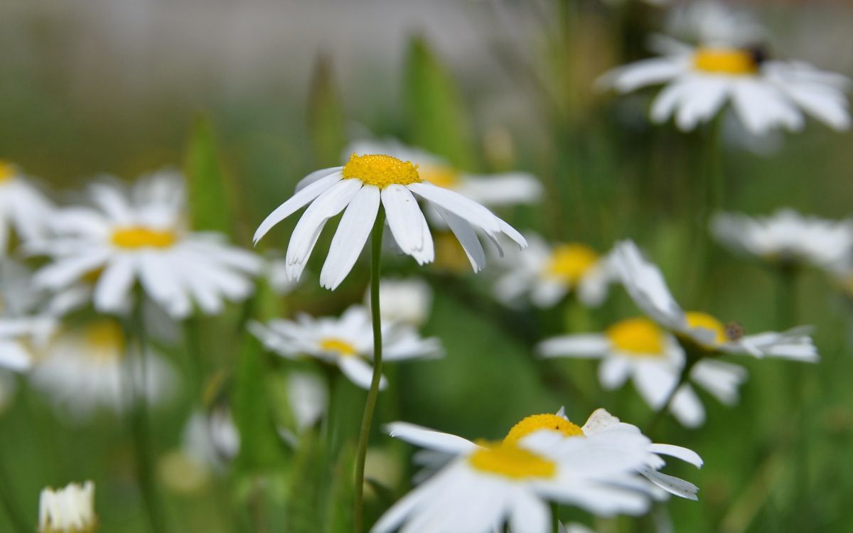 white and yellow flower in tilt shift lens