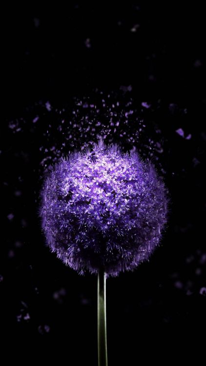 Amoled, Super Amoled, Plant, Flower, Purple. Wallpaper in 1166x2072 Resolution