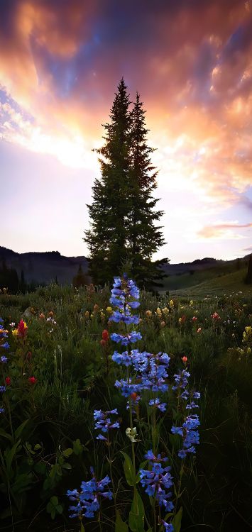 Paysage Naturel, Biome, Plante Terrestre. Wallpaper in 1422x3000 Resolution