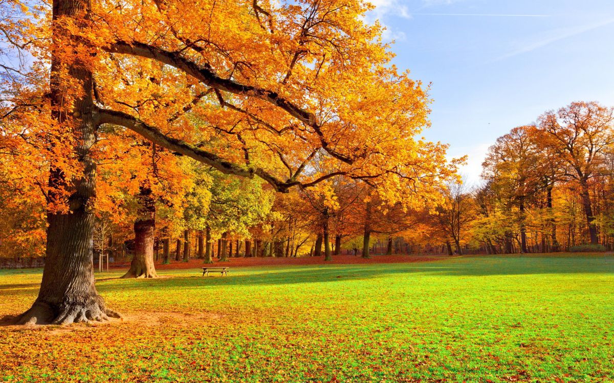 yellow leaf trees on green grass field during daytime