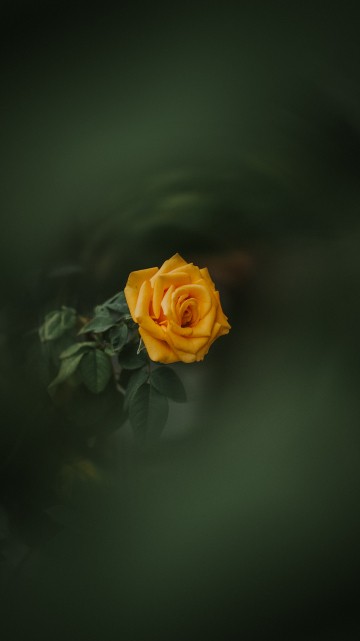 Image yellow rose in bloom close up photo