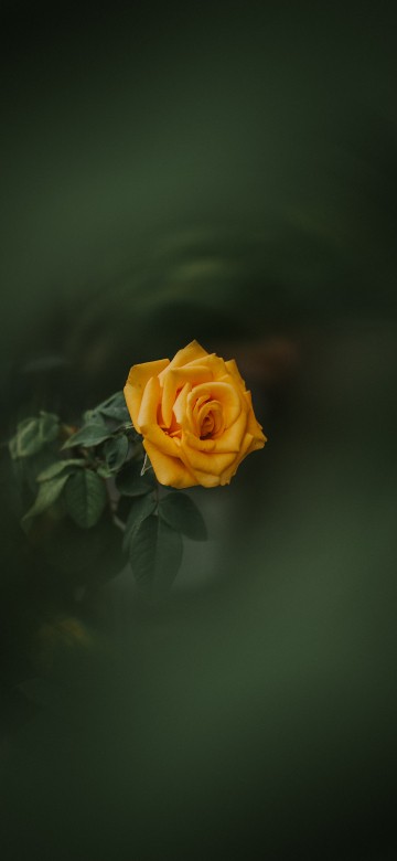 Image yellow rose in bloom close up photo