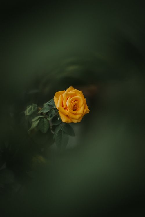 Rose Jaune en Fleur Photo en Gros Plan. Wallpaper in 3803x5704 Resolution