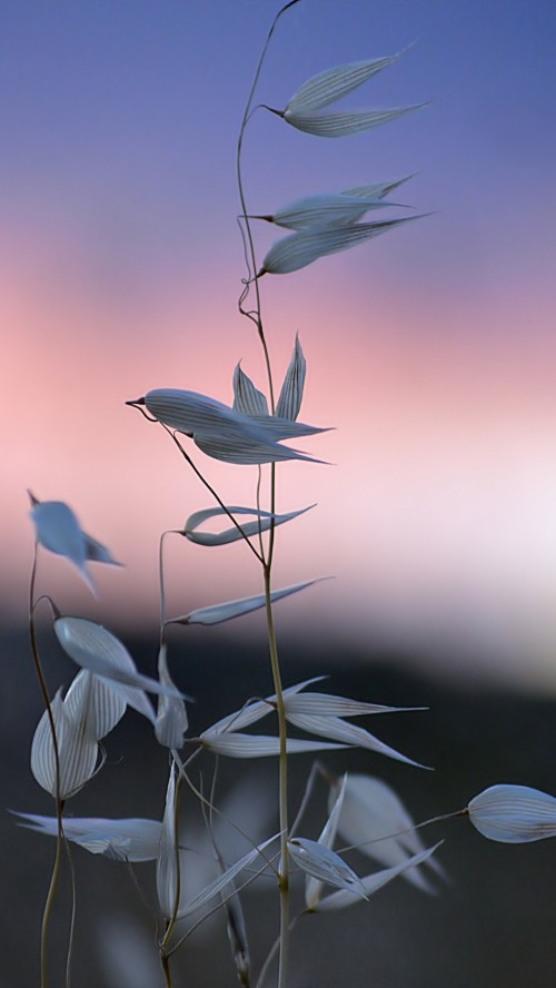 Image table, plant, twig, houseplant, petal