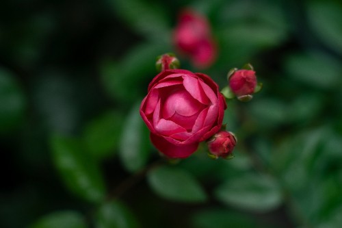 Image pink rose in bloom during daytime