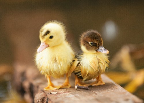 Image two yellow ducklings on brown wooden surface