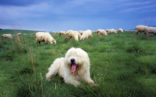 Image white long coated dog on green grass field during daytime