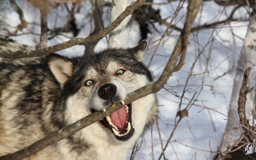 Image white and black wolf on snow covered ground