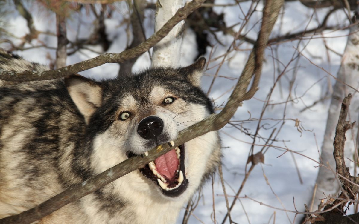 white and black wolf on snow covered ground