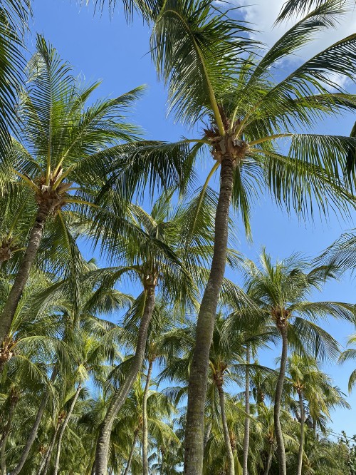 Image vegetation, Plants, Babassu, Date palm, body of water