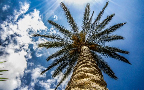 Image low angle photography of palm tree under blue sky during daytime