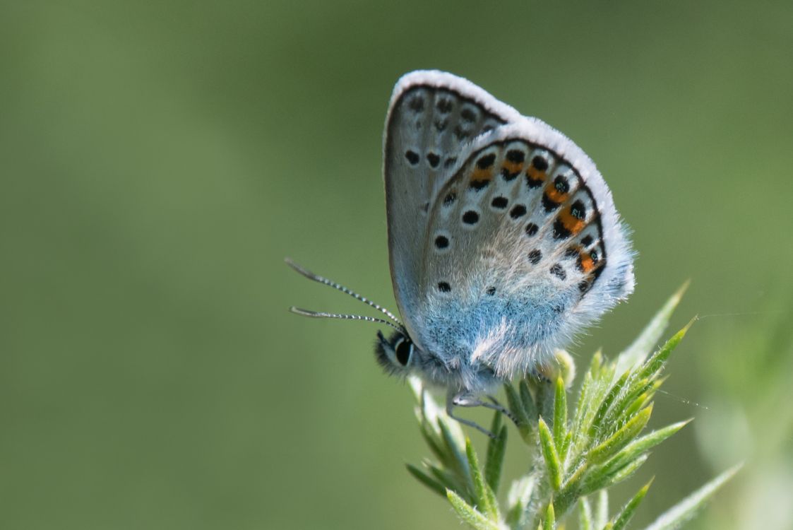 Papillon Bleu et Blanc Perché Sur Une Plante Verte. Wallpaper in 2048x1367 Resolution