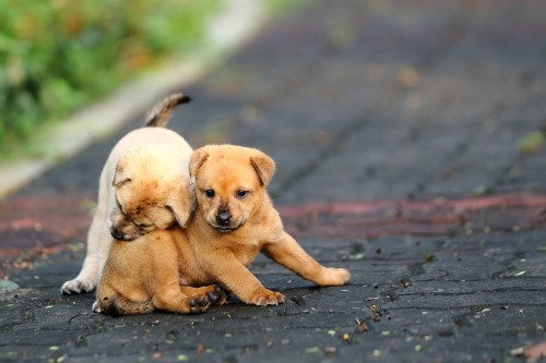 Image brown short coated puppy on gray concrete floor