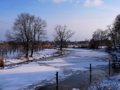 Image bare trees on snow covered ground under blue sky during daytime