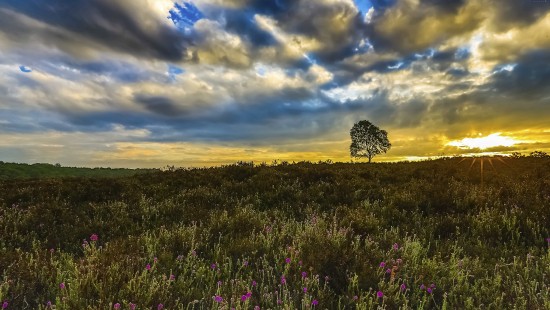 Image purple flower field under blue sky during daytime