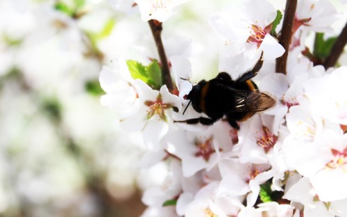 Image black and yellow bee on white flower