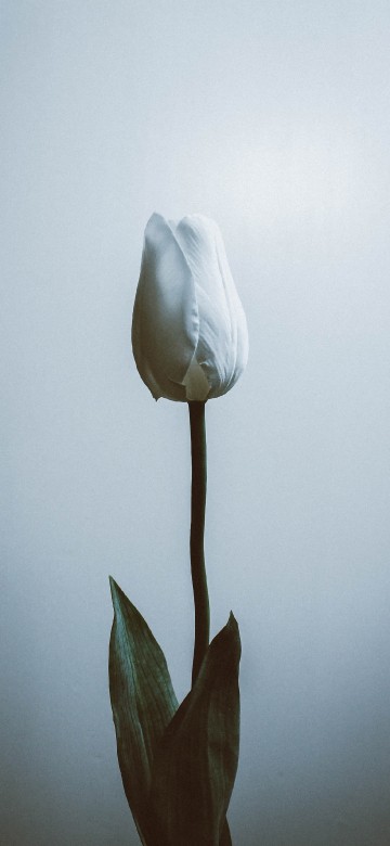 Image flower, plant, petal, cloud, grey