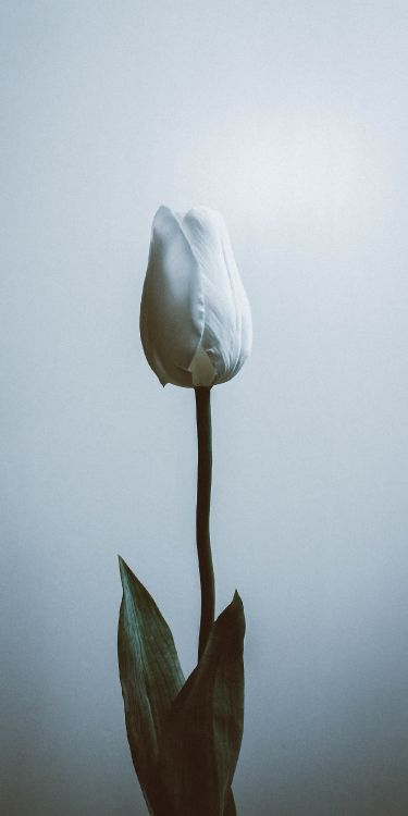 flower, plant, petal, cloud, grey