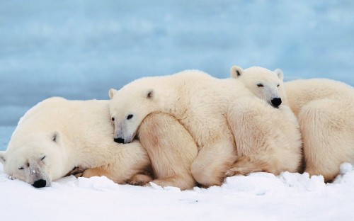 Image white polar bear on snow covered ground during daytime