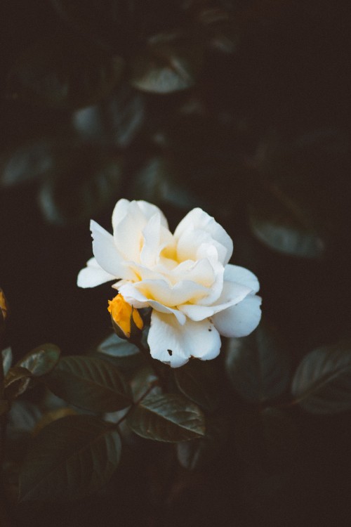 Image white flower with green leaves