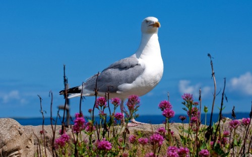 Image white and gray bird on purple flower field during daytime