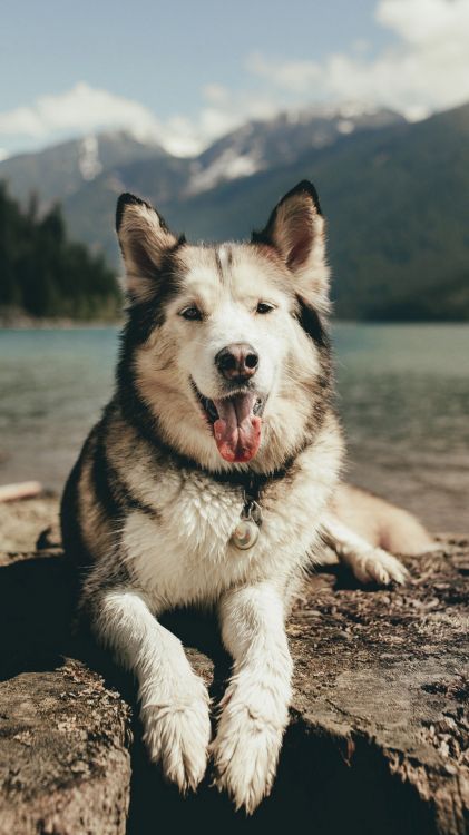 Siberian Husky, Alaskan Malamute, T-shirt, Husky, Welpe. Wallpaper in 1080x1920 Resolution