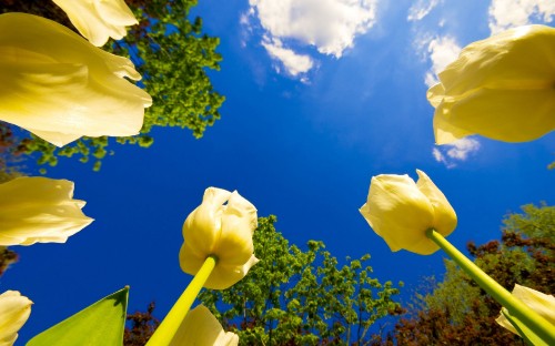 Image yellow flower under blue sky during daytime