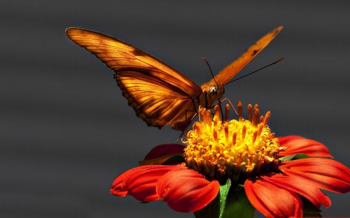 Image brown and black butterfly on yellow and red flower