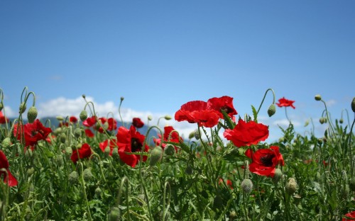 Image red flowers on green grass field during daytime