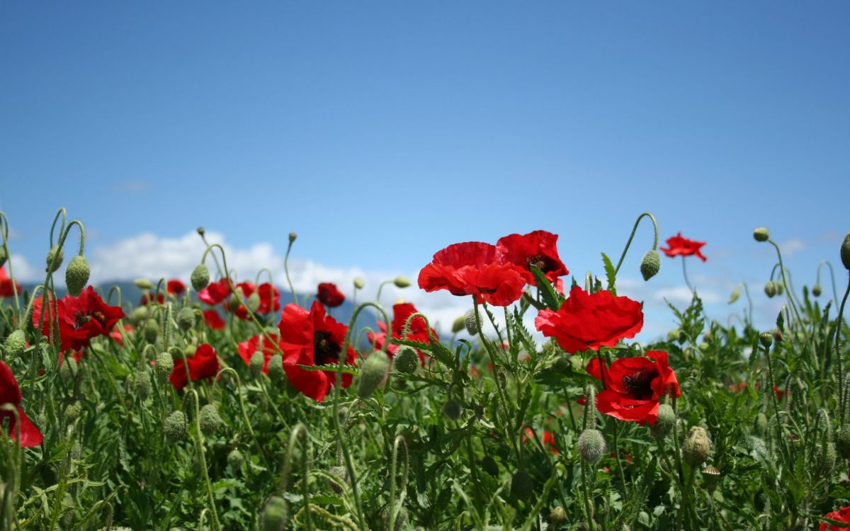 red flowers on green grass field during daytime