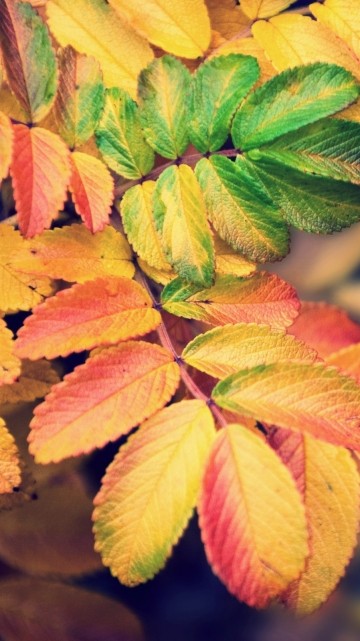 Image red and green leaves in tilt shift lens