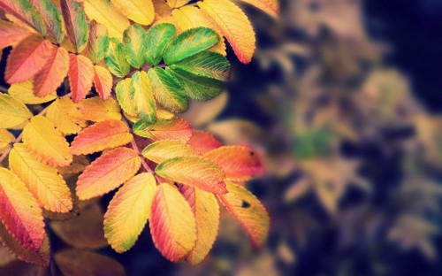 Image red and green leaves in tilt shift lens