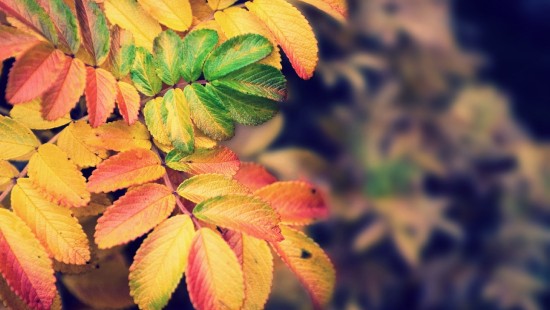 Image red and green leaves in tilt shift lens