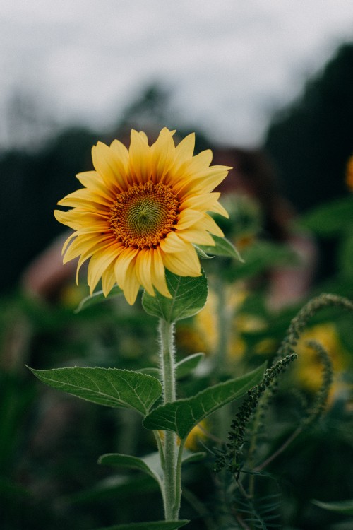 Image yellow sunflower in tilt shift lens