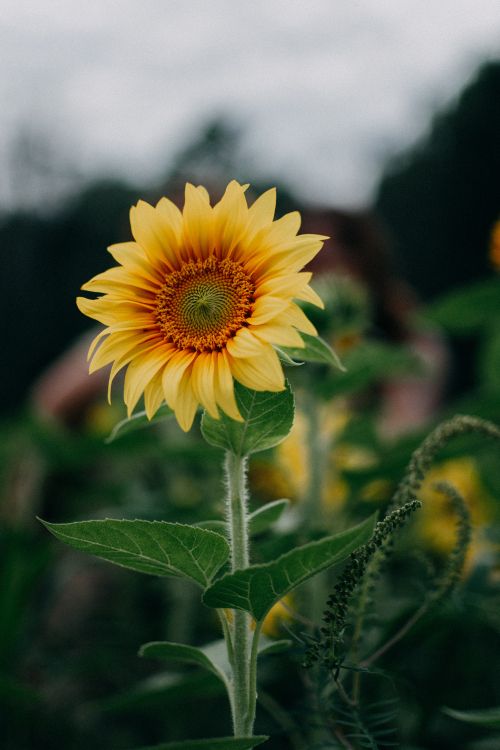 yellow sunflower in tilt shift lens