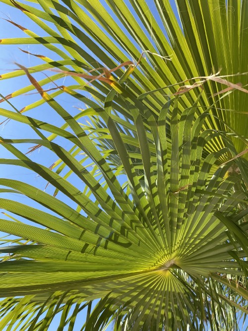 Image vegetation, saw palmetto, leaf, plant stem, Date palm