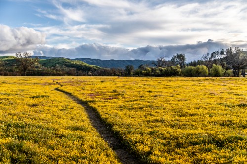 Image grassland, mount scenery, crop, grasses, rural area