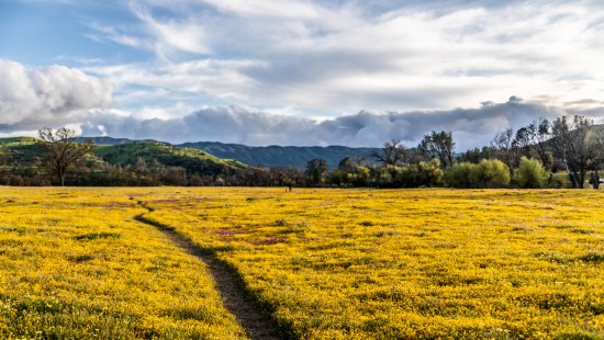 Image grassland, mount scenery, crop, grasses, rural area