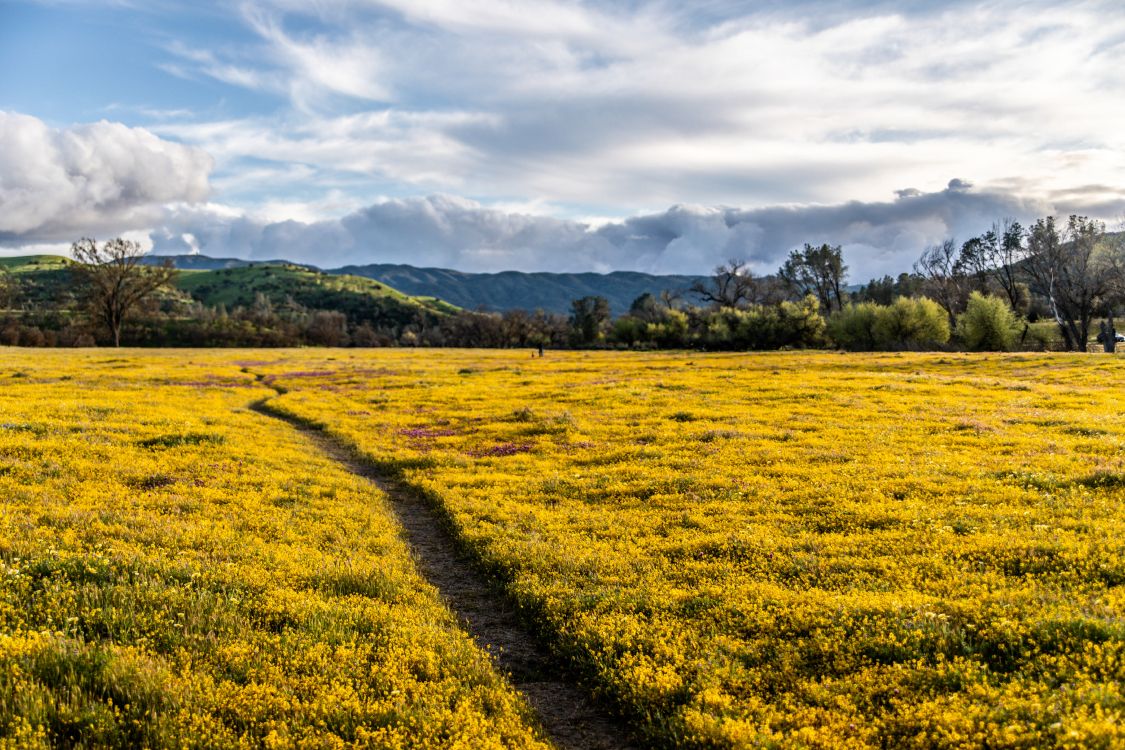 grassland, mount scenery, crop, grasses, rural area