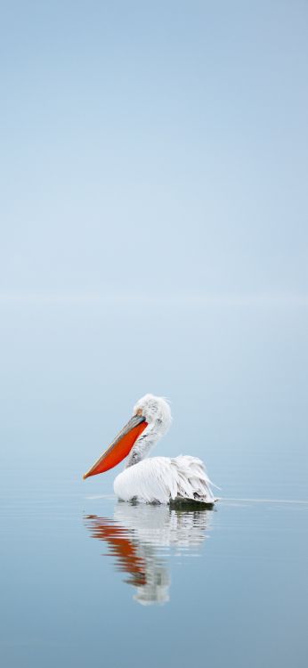 Eau, Pelican, Échassier, D'oiseaux de Mer, Oiseau. Wallpaper in 1080x2340 Resolution